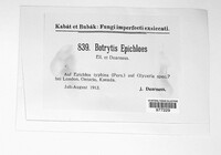 Radulidium epichloes image